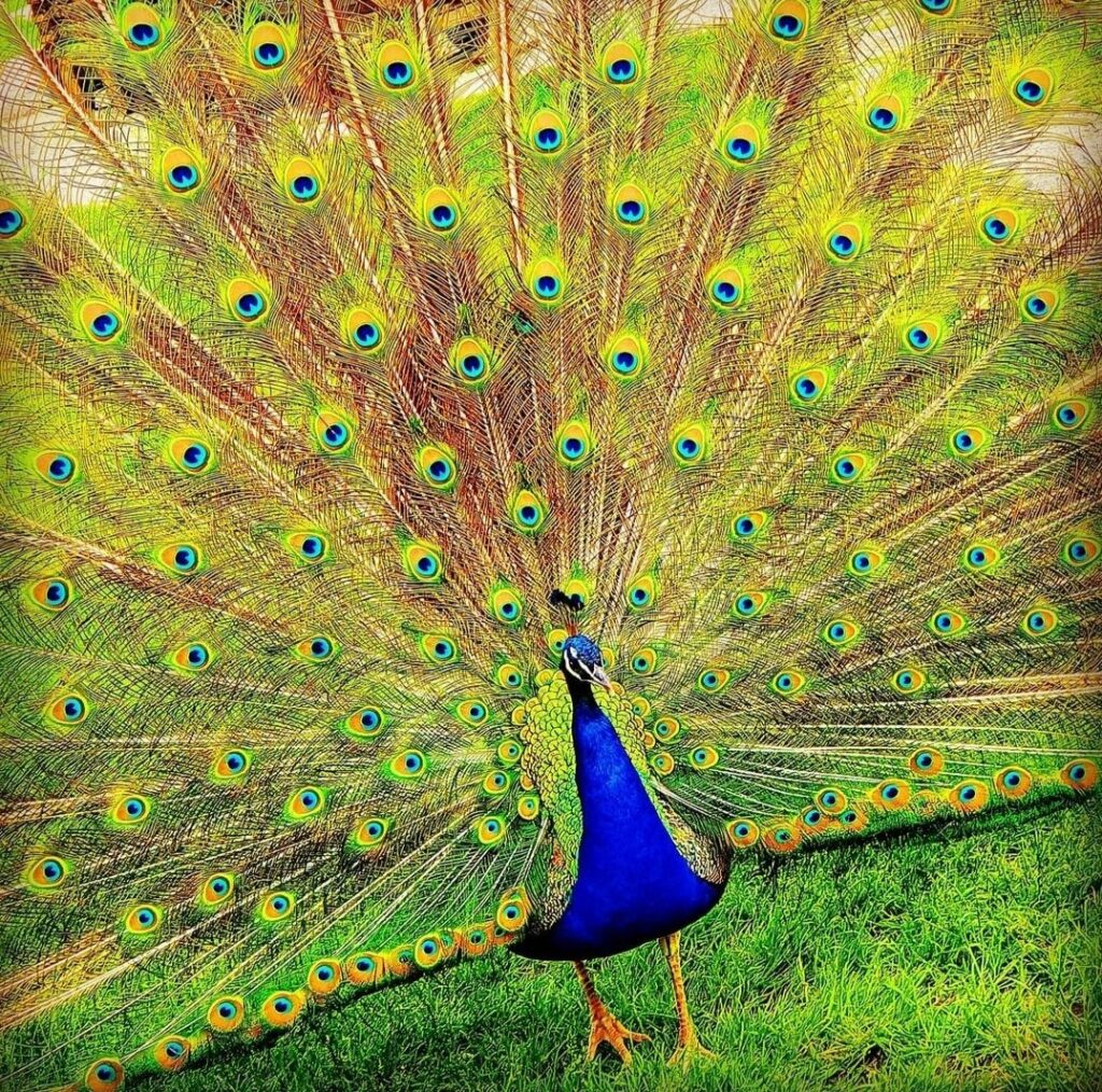 Tiere Screenshot 20210724 223850 Instagram